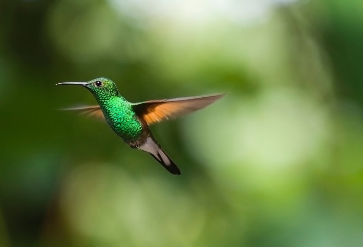 hummingbird-2139278-1.jpg
