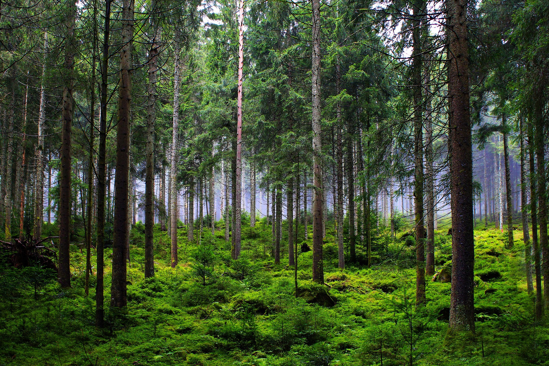 forest-6874717_1920.jpg