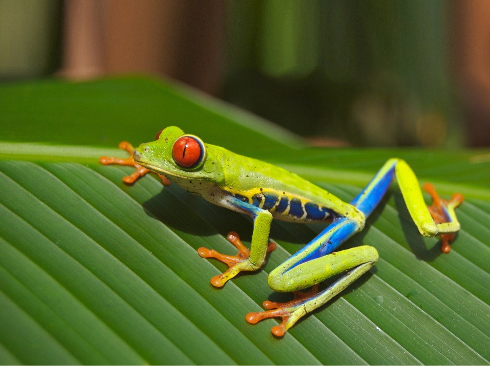 frog-69813_1920-1.jpg