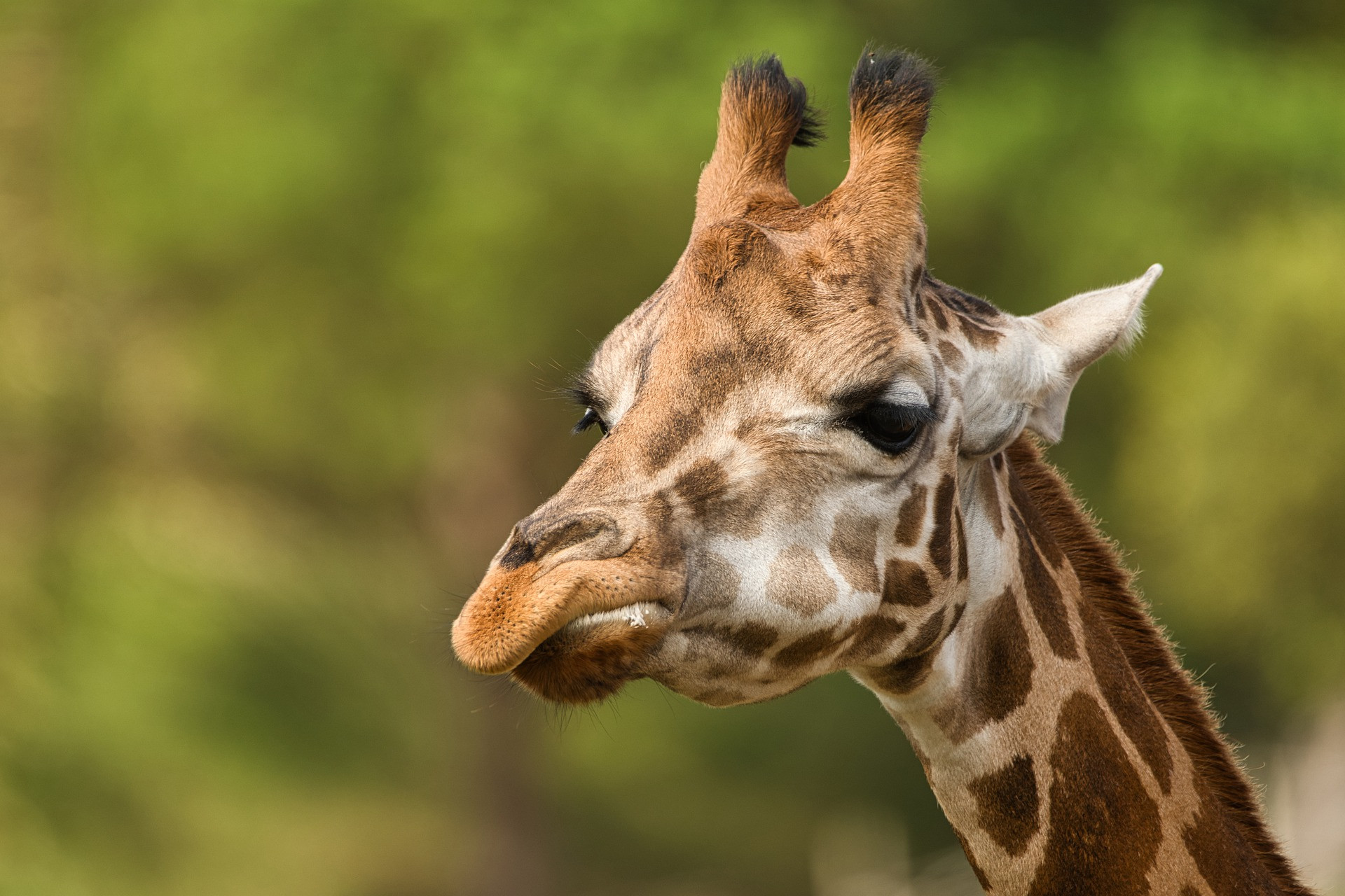 safari-giraffe-g3ce28712b_1920.jpg