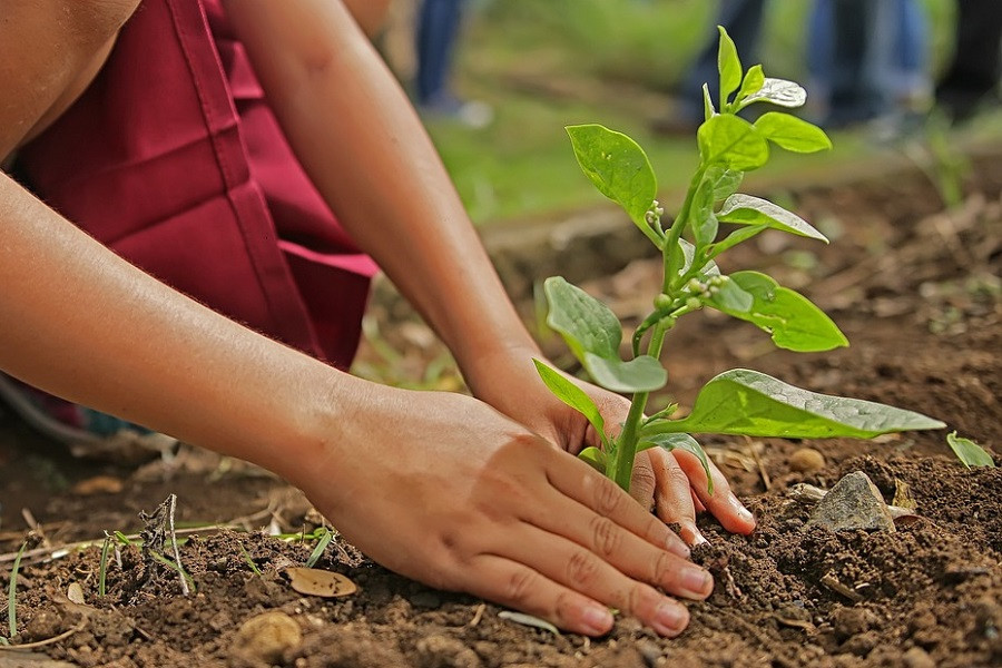 tree-planting-1898946.jpg